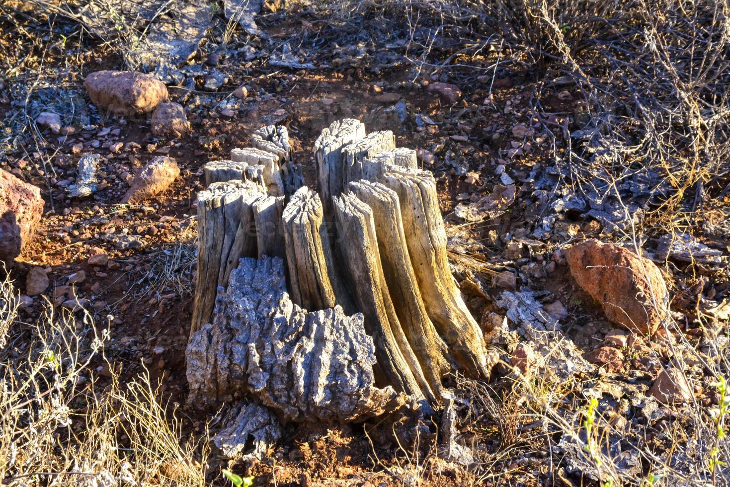 Arizona, Dead cactus wood Giant Saguaros Carnegiea gigantea. Organ Pipe Cactus National Monument, USA photo
