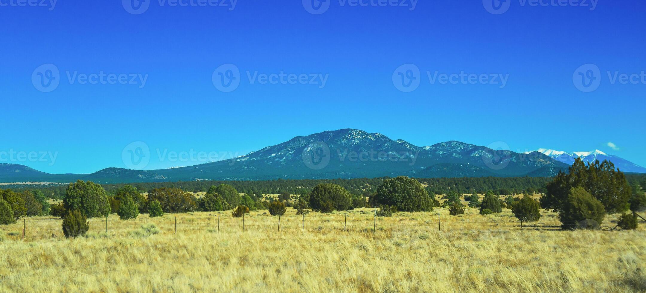 Dry prairie with yellow grass, lonely coniferous trees and mountains in the background during winter in Arizona photo