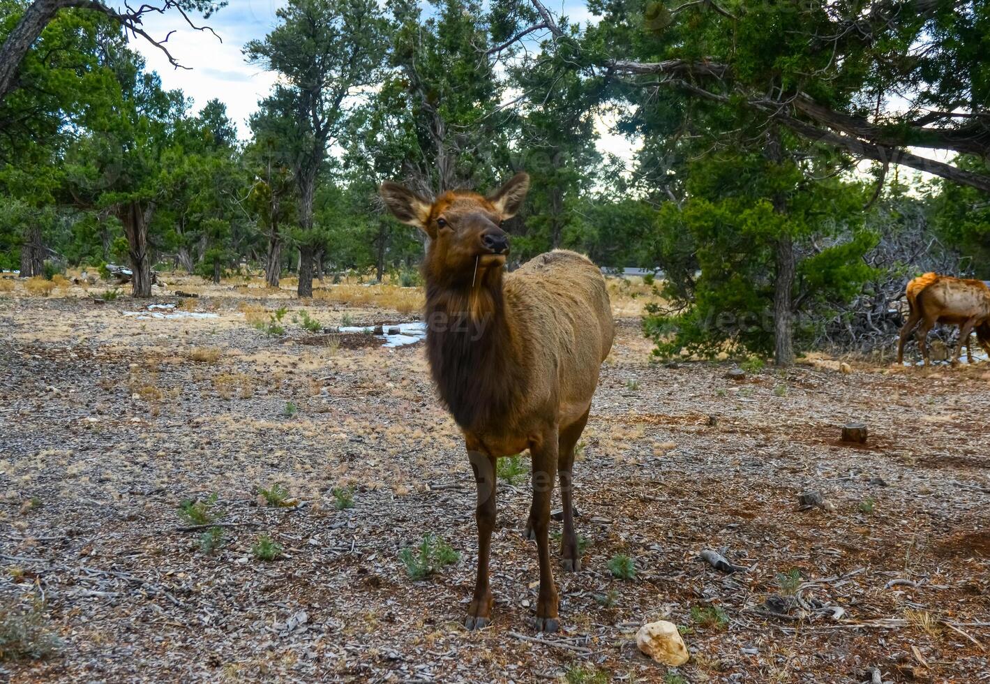 Hornless big deer eats dry grass in the Grand Canyon area, Arizona USA photo