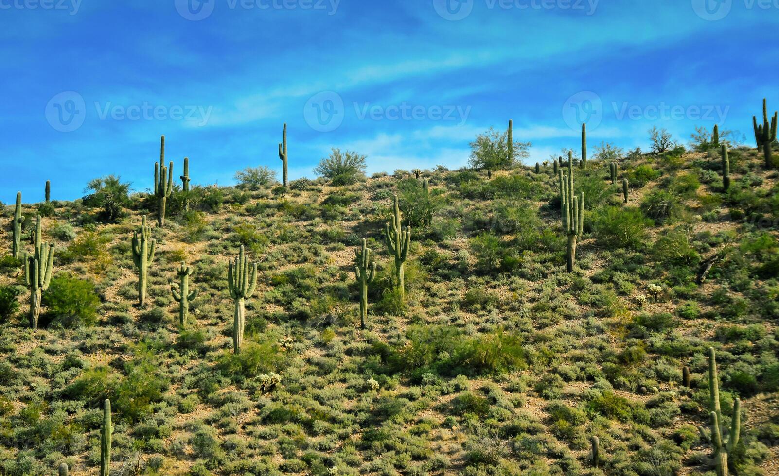 Three Giant Saguaros Carnegiea gigantea, thickets of giant cacti in the stone desert in Arizona photo