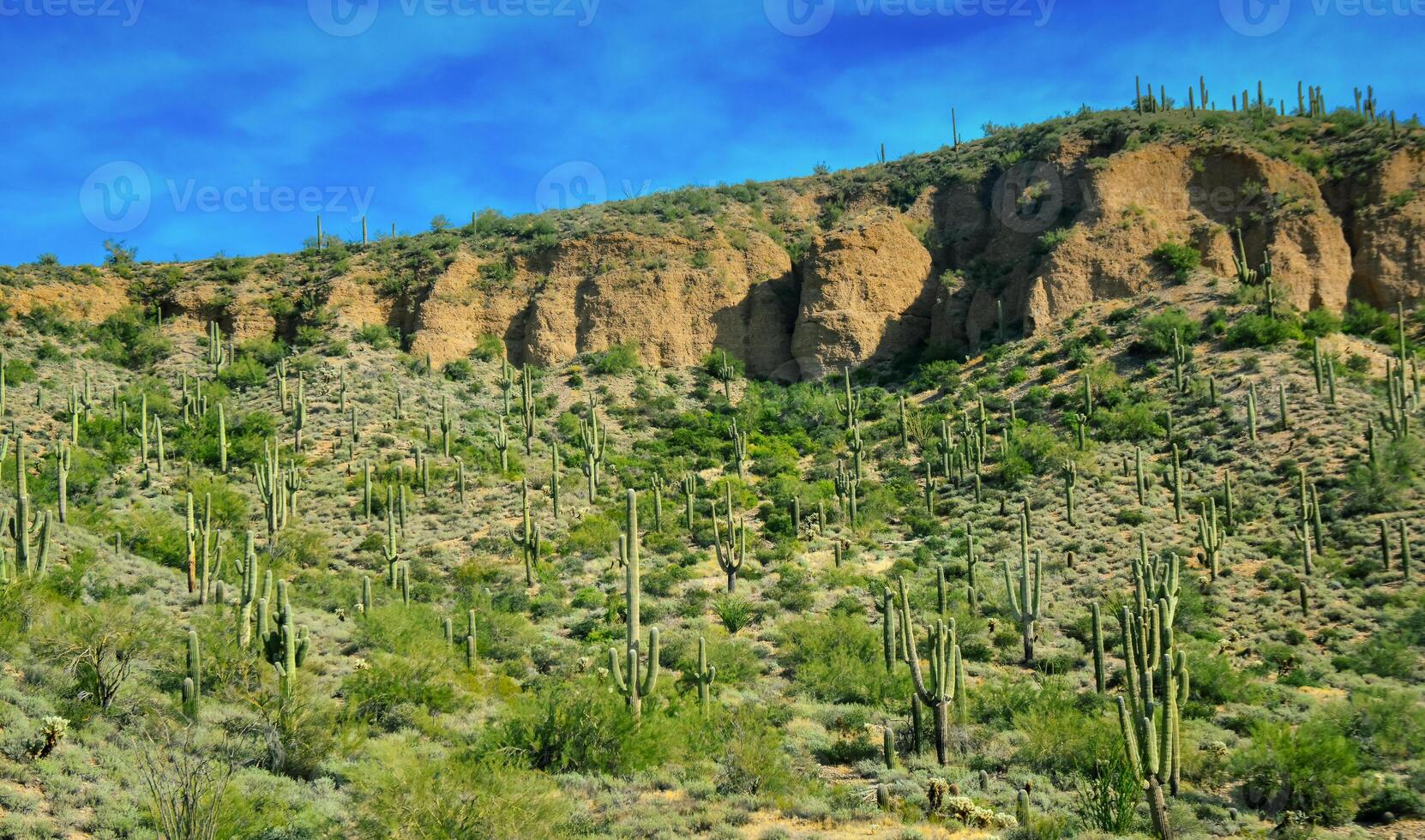 Three Giant Saguaros Carnegiea gigantea, thickets of giant cacti in the stone desert in Arizona photo