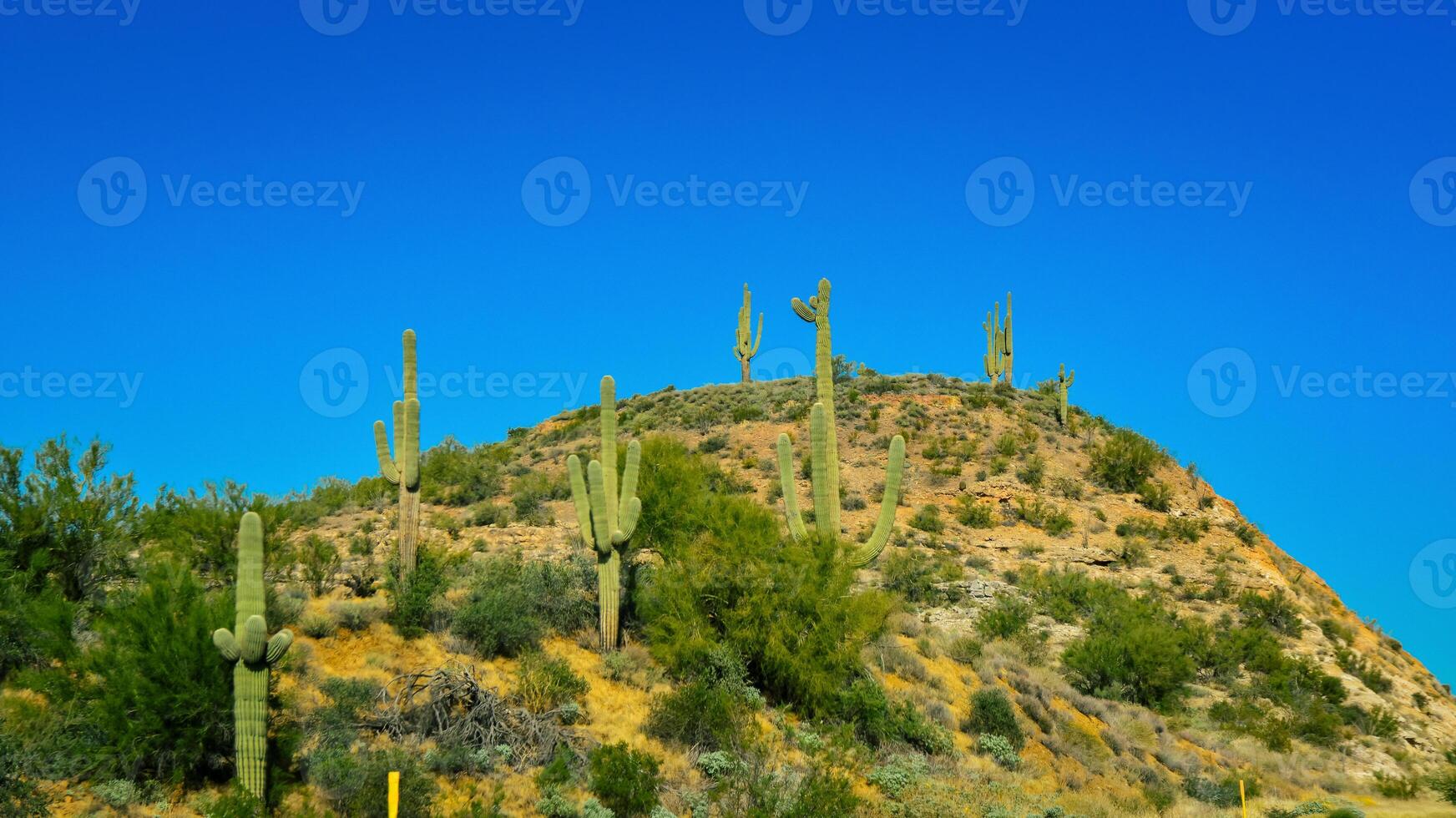 Three Giant Saguaros Carnegiea gigantea, thickets of giant cacti in the stone desert in Arizona photo