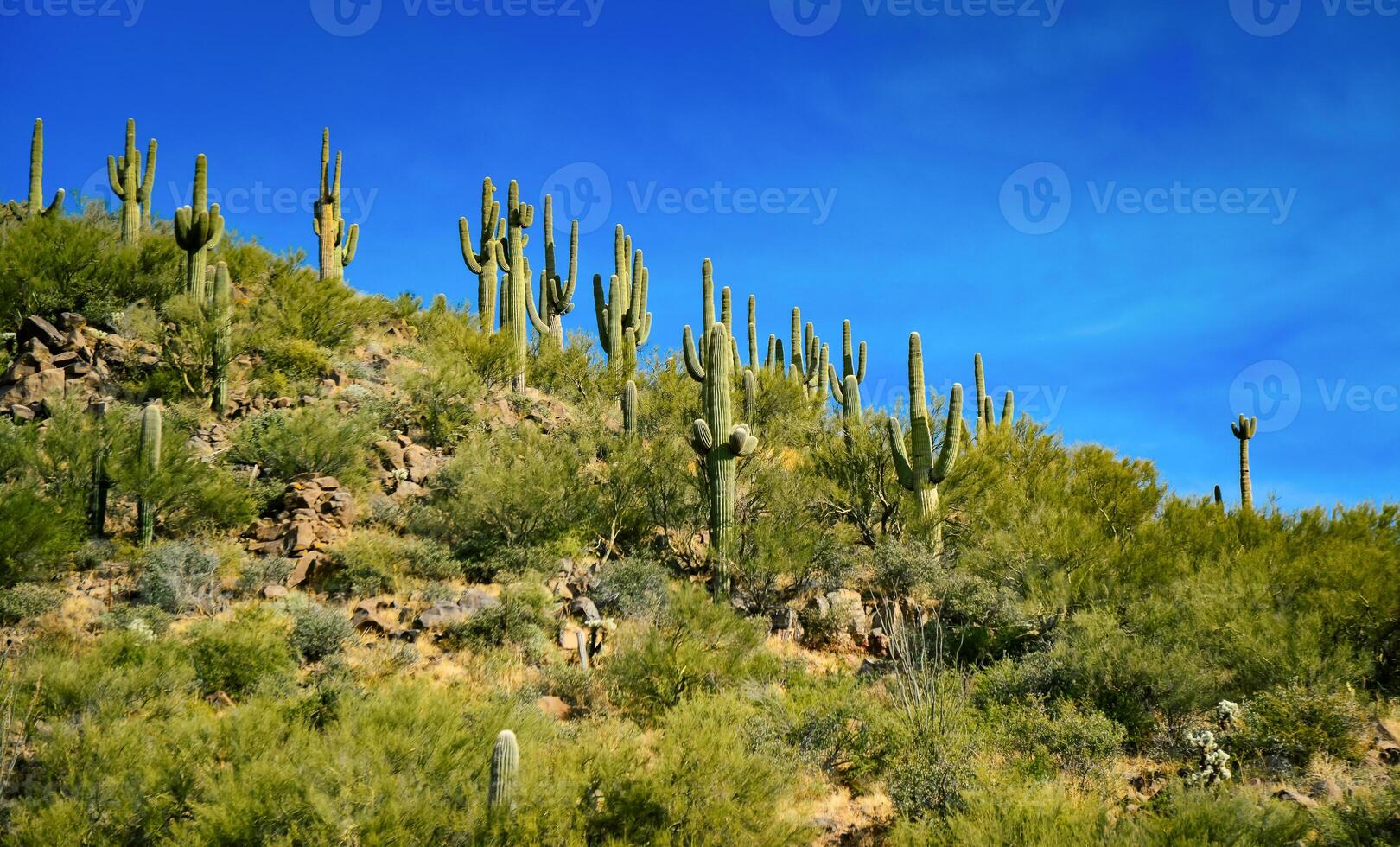 Three Giant Saguaros Carnegiea gigantea, thickets of giant cacti in the stone desert in Arizona photo