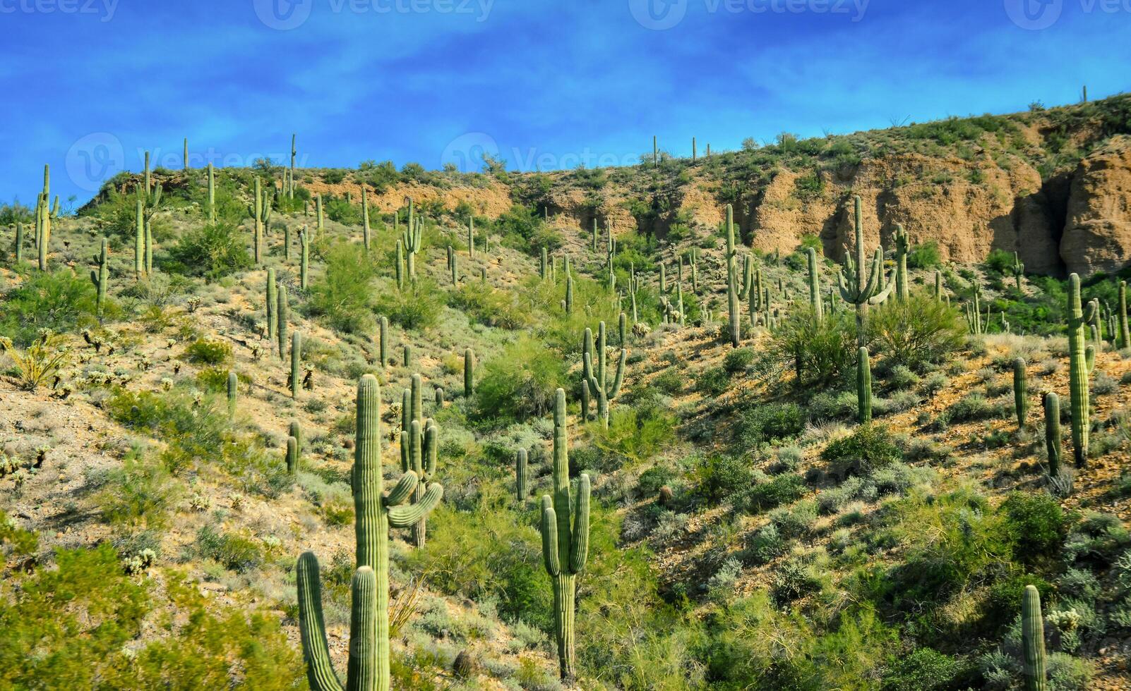 Three Giant Saguaros Carnegiea gigantea, thickets of giant cacti in the stone desert in Arizona photo