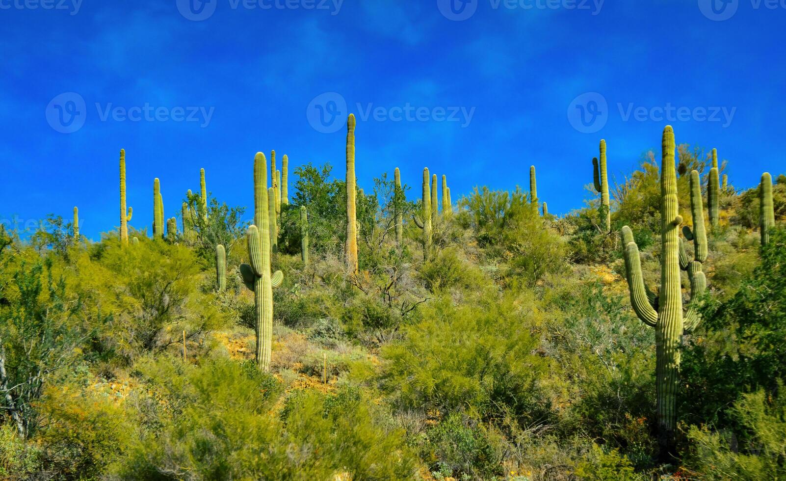 Three Giant Saguaros Carnegiea gigantea, thickets of giant cacti in the stone desert in Arizona photo