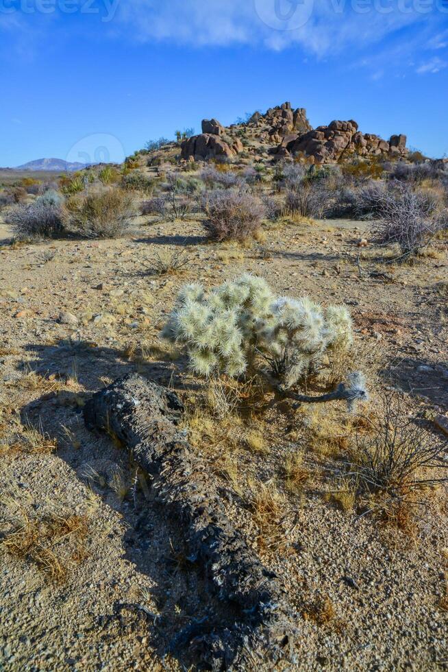 Cylindropuntia echinocarpa - Cholla Cactus Garden Sunset Mojave Desert Joshua Tree National Park photo