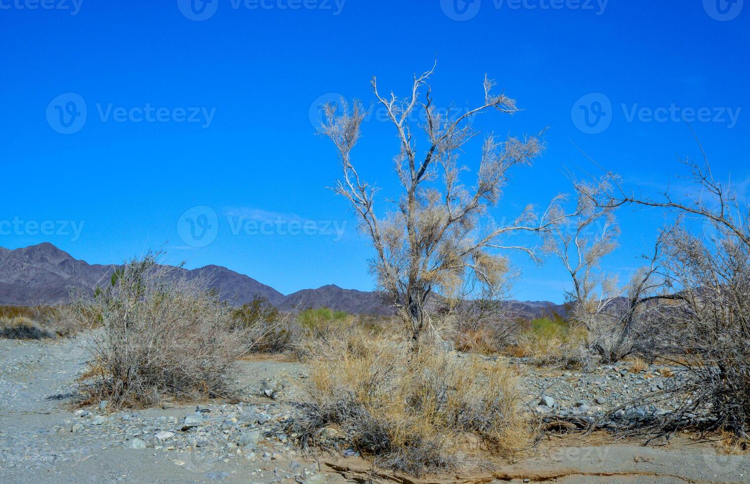 Stone desert and various desert plants in an arid area in Joshua Tree National Park photo