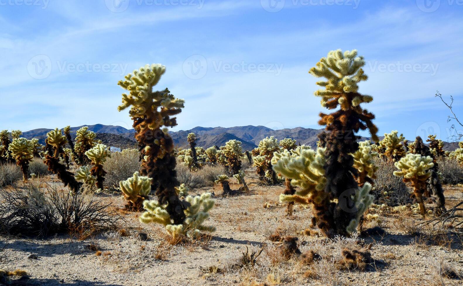 Teddy bear cholla Cylindropuntia bigelovii. Cholla Cactus Garden at Joshua Tree National Park. California photo