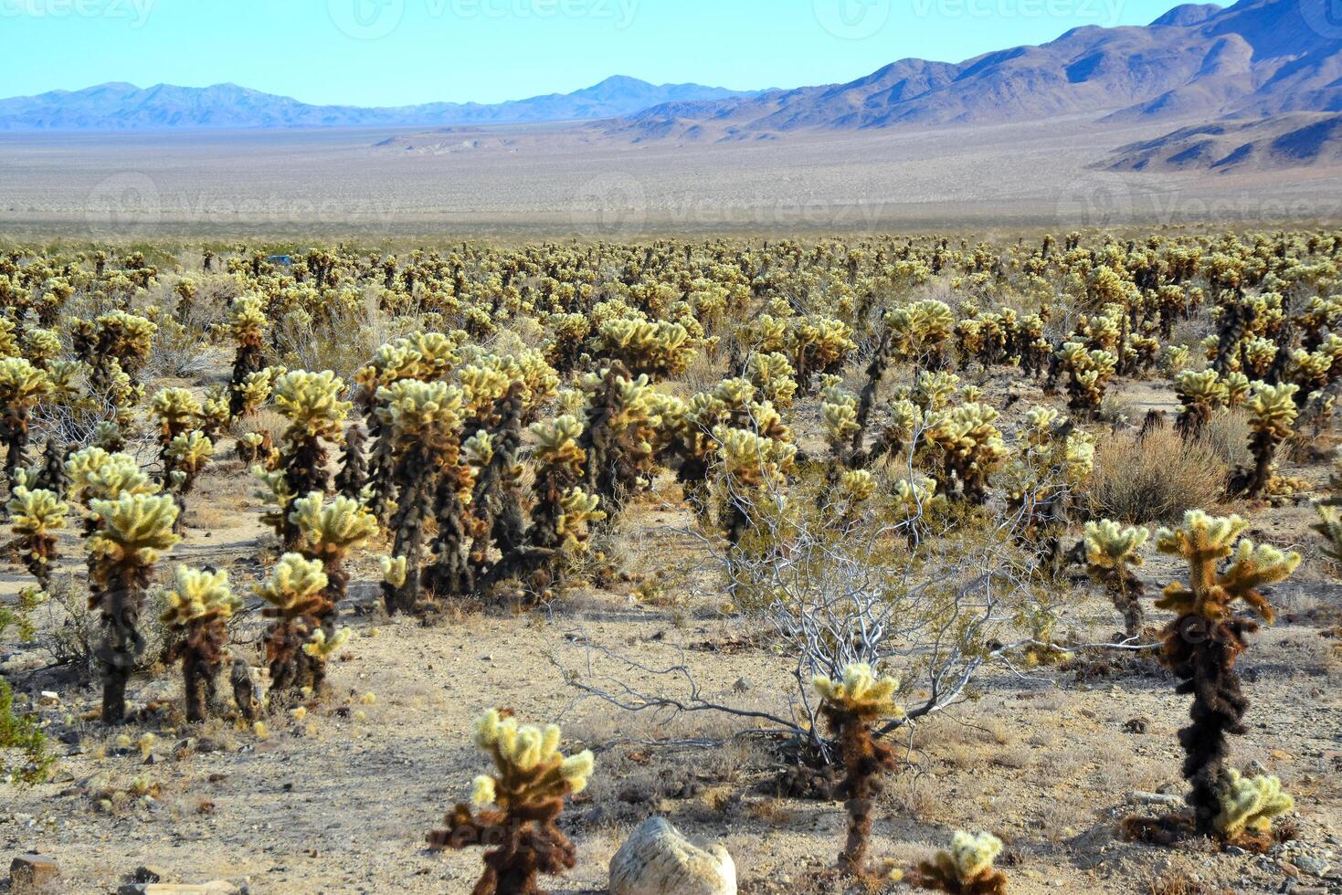 Teddy bear cholla Cylindropuntia bigelovii. Cholla Cactus Garden at Joshua Tree National Park. California photo