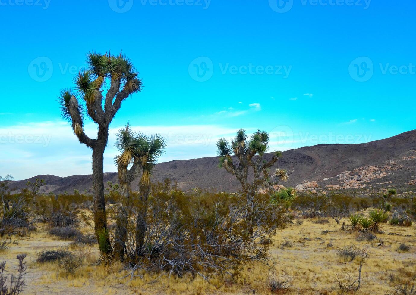 Landscape of stone desert in California, Joshua Tree - a giant yucca in Joshua Tree National Park photo