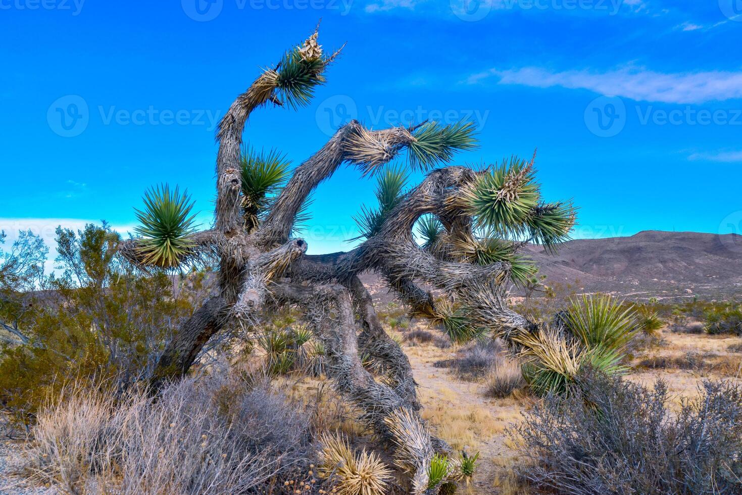 Landscape of stone desert in California, Joshua Tree - a giant yucca in Joshua Tree National Park photo