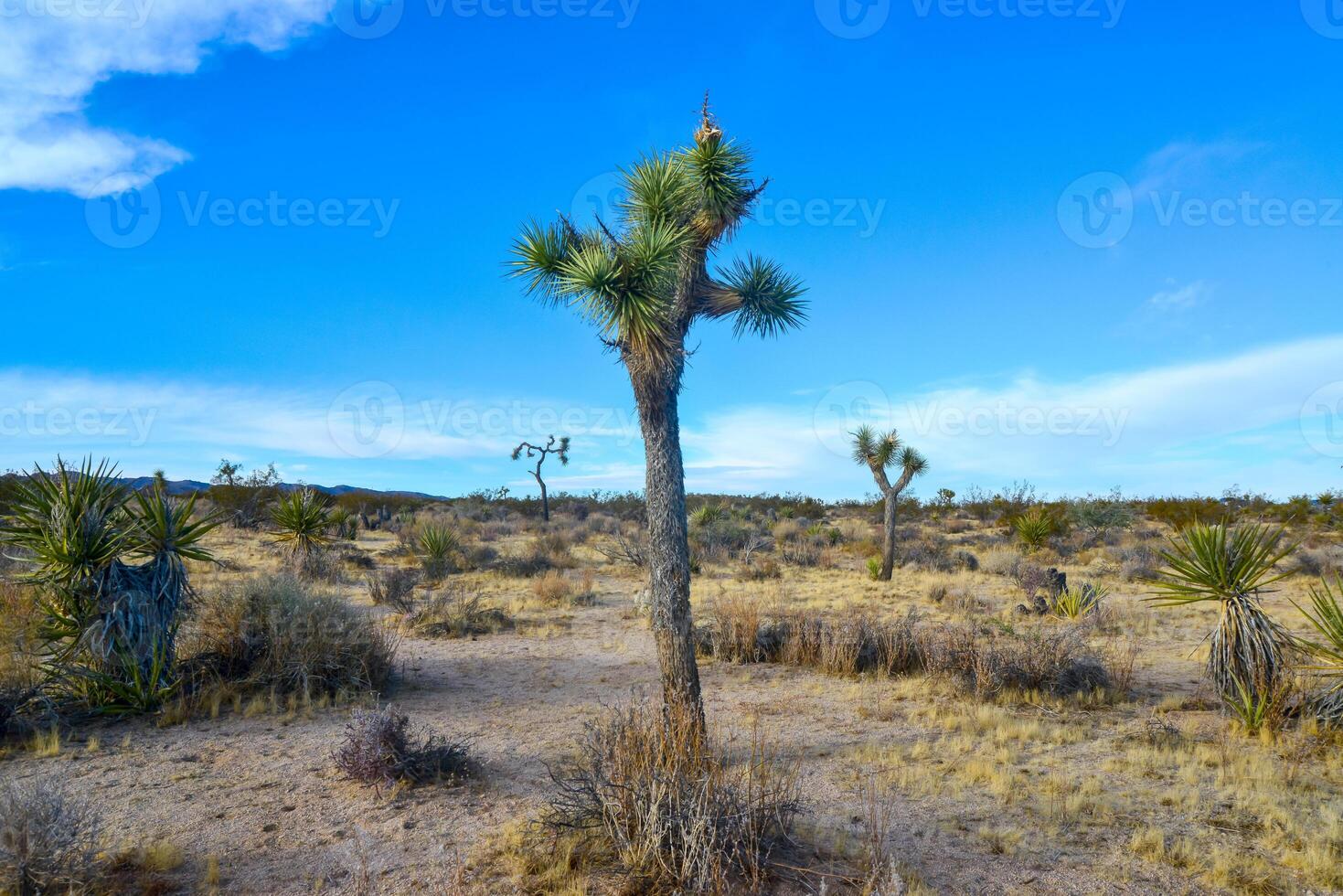 Landscape of stone desert in California, Joshua Tree - a giant yucca in Joshua Tree National Park photo