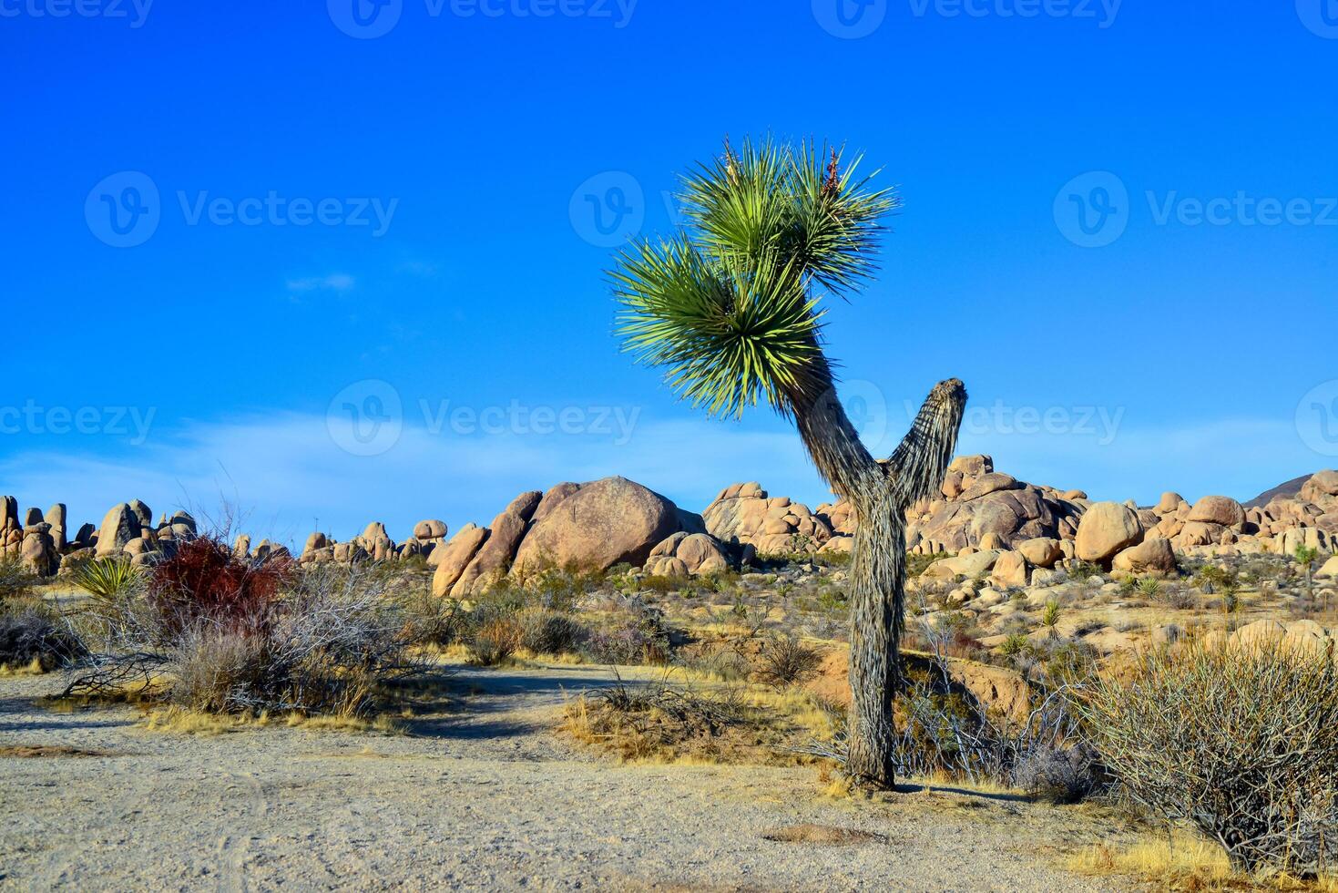 Landscape of stone desert in California, Joshua Tree - a giant yucca in Joshua Tree National Park photo