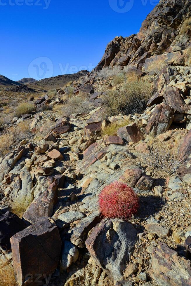 Desert mountain landscape with cacti. Desert barrel cactus Ferocactus cylindraceus, Joshua Tree National Park, south California photo