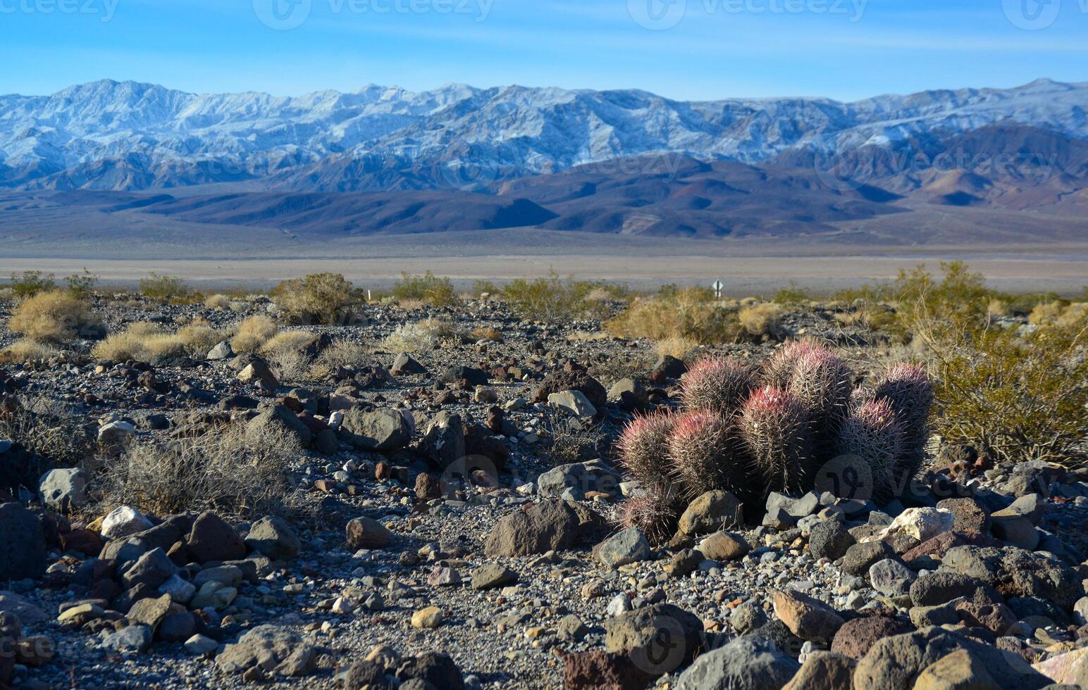 Cacti in the stone desert in the foothills, Echinocactus polycephalus -Cottontop Cactus, Many-headed Barrel Cactus photo