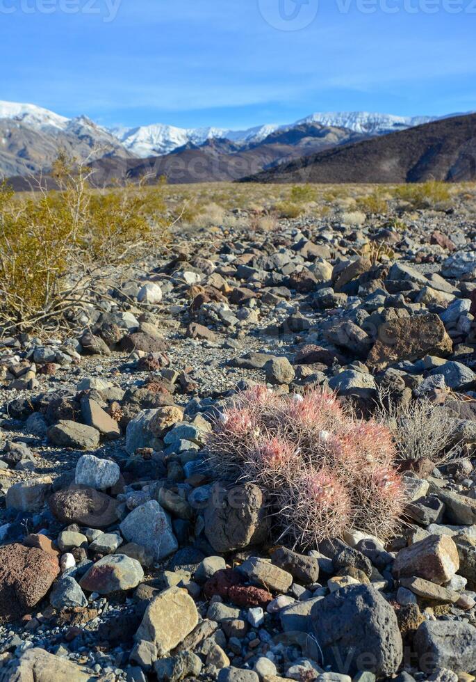 Cacti in the stone desert in the foothills, Echinocactus polycephalus -Cottontop Cactus, Many-headed Barrel Cactus photo