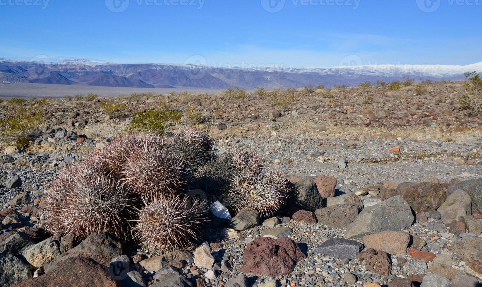 Cacti in the stone desert in the foothills, Echinocactus polycephalus -Cottontop Cactus, Many-headed Barrel Cactus photo