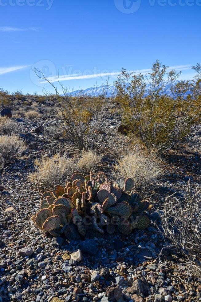 Cacti in the stone desert in the foothills, Golden prickly pear Opuntia aurea, O. basilaris var. aurea photo