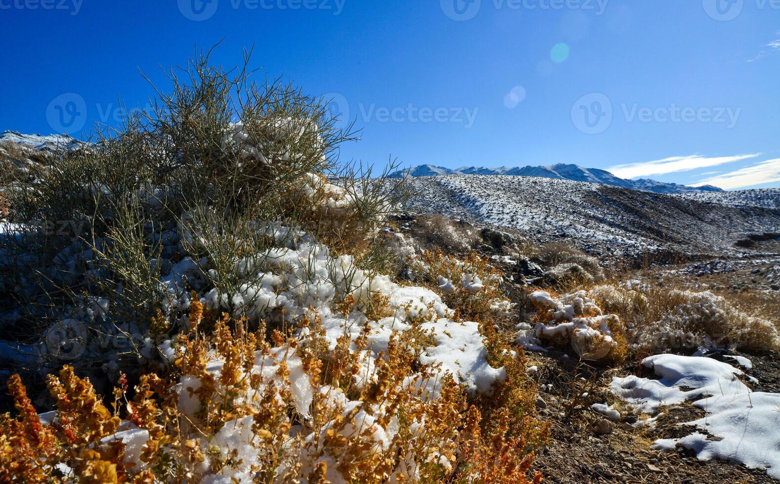 Snow in the mountains, Snow-covered mountain pass, desert plants under the snow in summer photo