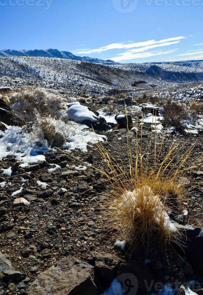 Snow in the mountains, Snow-covered mountain pass, desert plants under the snow in summer photo