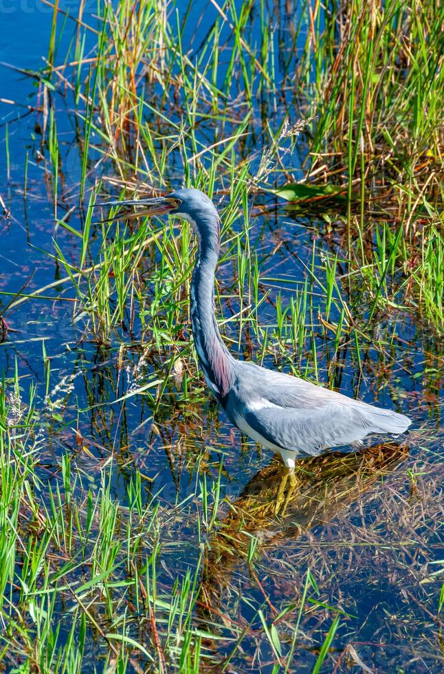 Blue Heron Egretta caerulea in a central Florida pond. Florida photo
