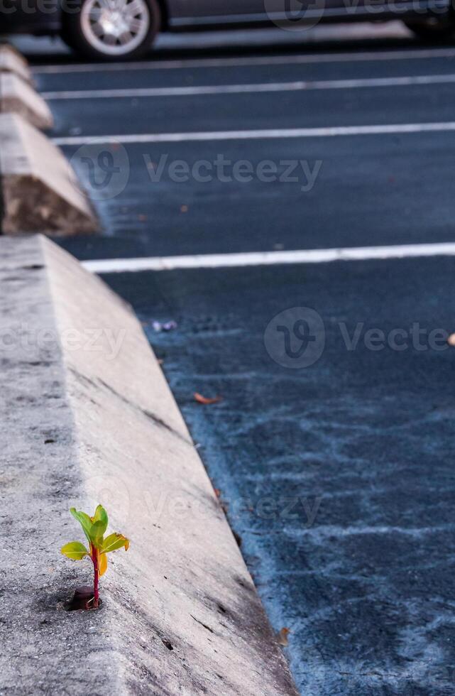 Fight for survival, plant breaks out of concrete curb, Florida photo