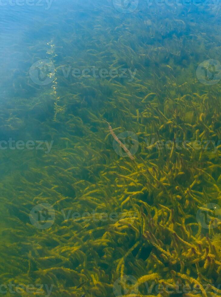 Aquatic vegetation and algae in the water of a freshwater lake in Okefenoke National Park, Florida photo