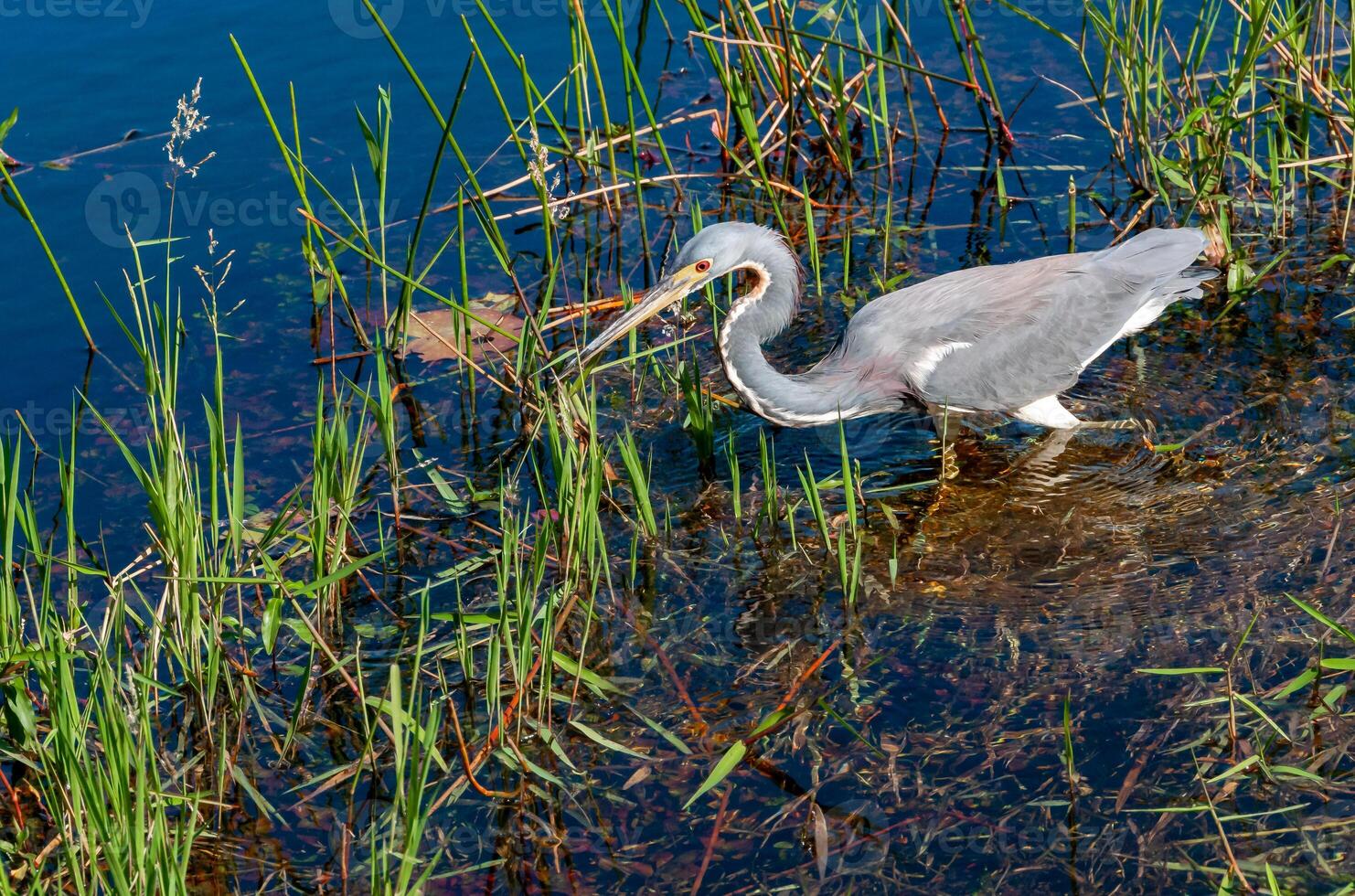 Blue Heron Egretta caerulea in a central Florida pond. Florida photo