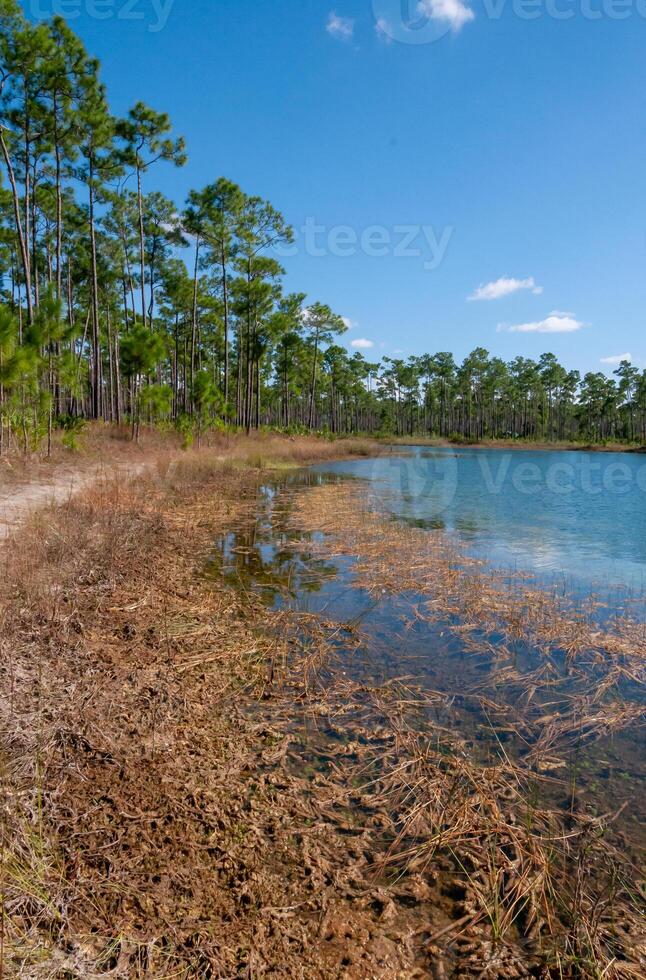 A small forested lake surrounded by woods around a swamp in Florida photo