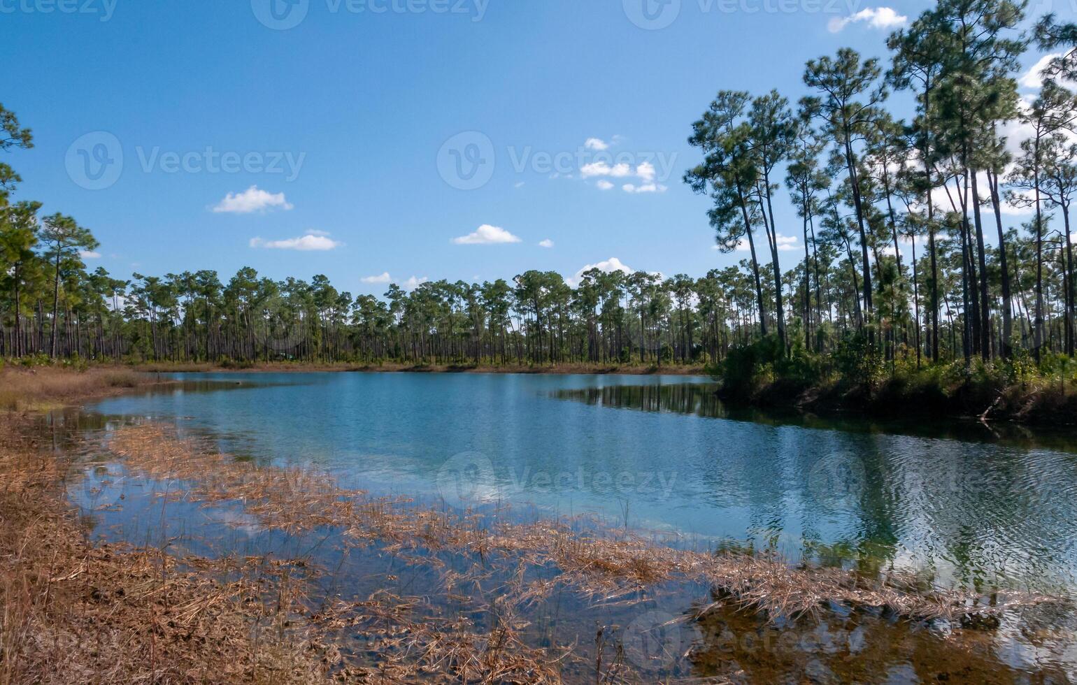 A small forested lake surrounded by woods around a swamp in Florida photo