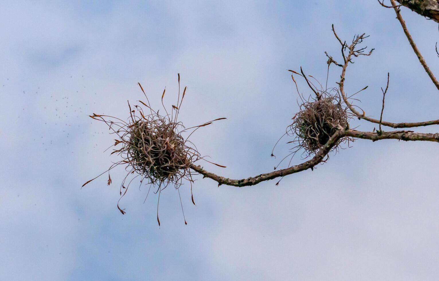Flowering bushes of the epiphytic plant of Tillandsia on a tree branch, Texas, USA photo