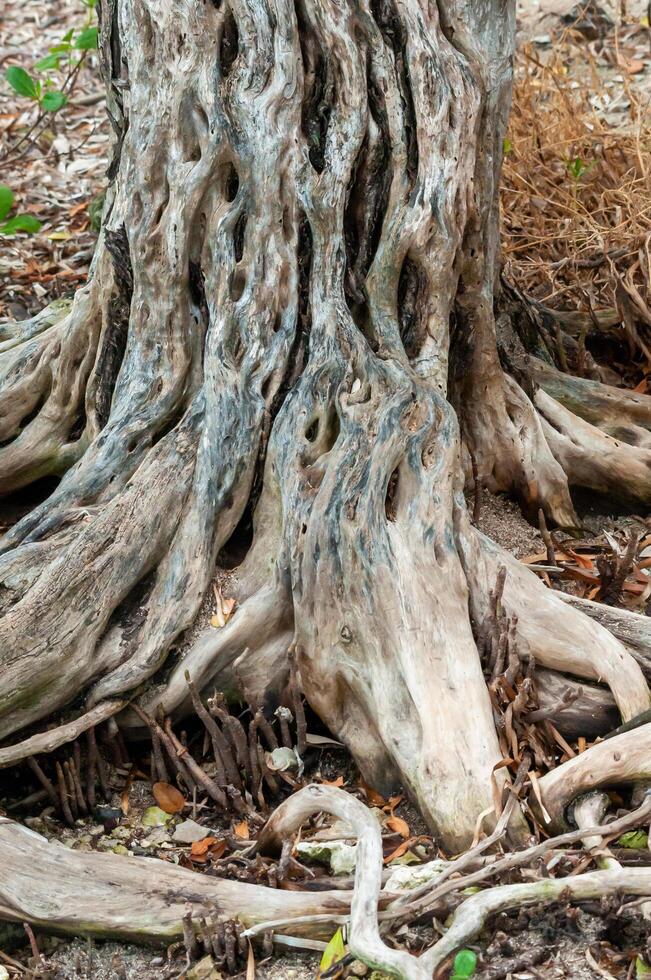 The trunk and roots of a tree growing in a swamp in Florida, USA photo