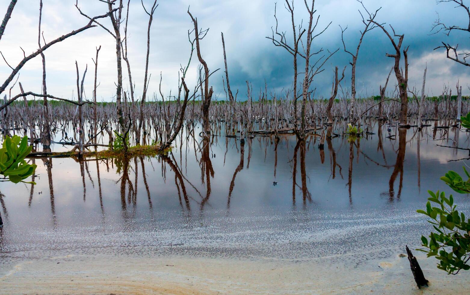 Dry trees, and aquatic vegetation in a swamp in Florida, Swamp landscape, USA photo