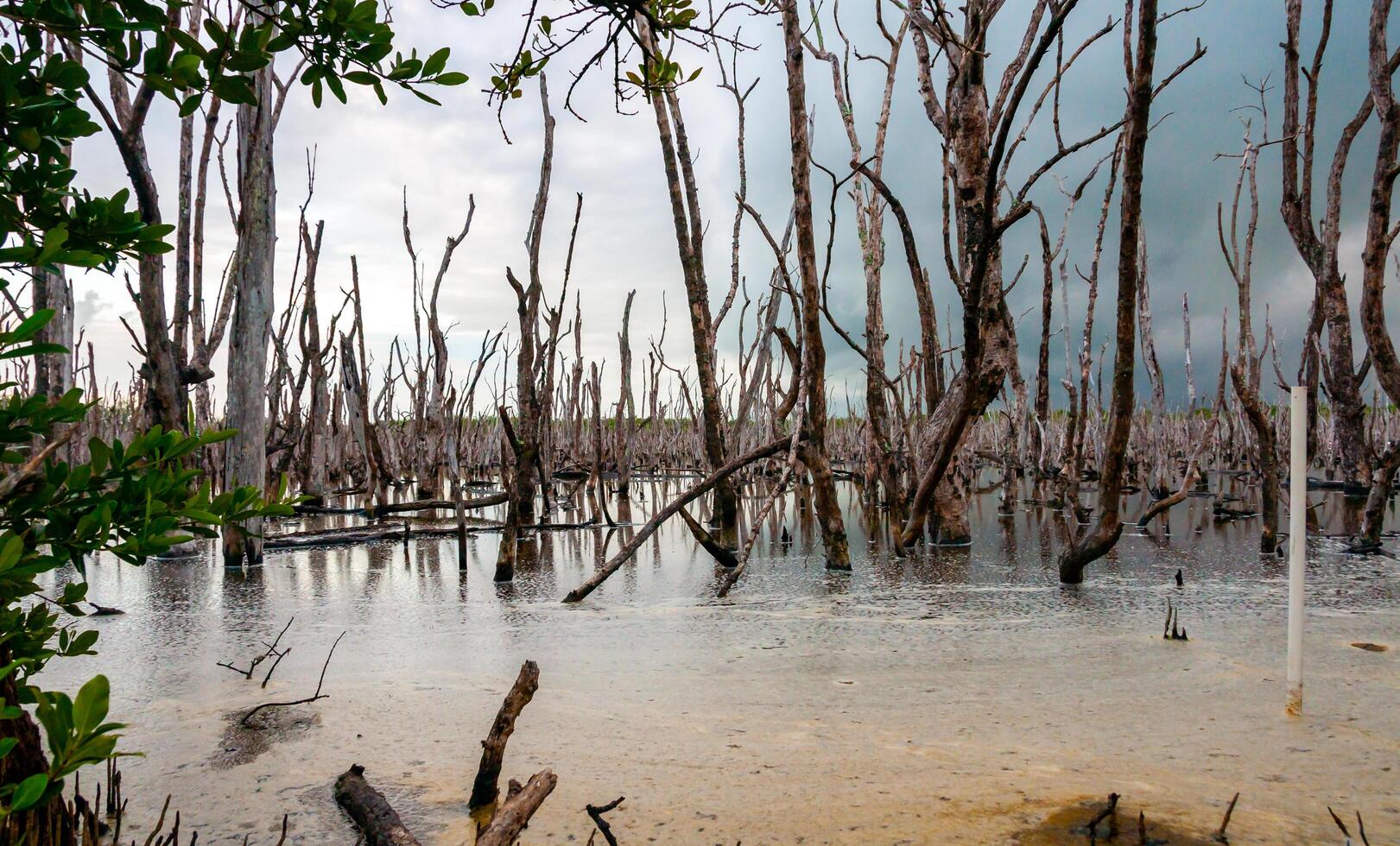 Dry trees, and aquatic vegetation in a swamp in Florida, Swamp landscape, USA photo