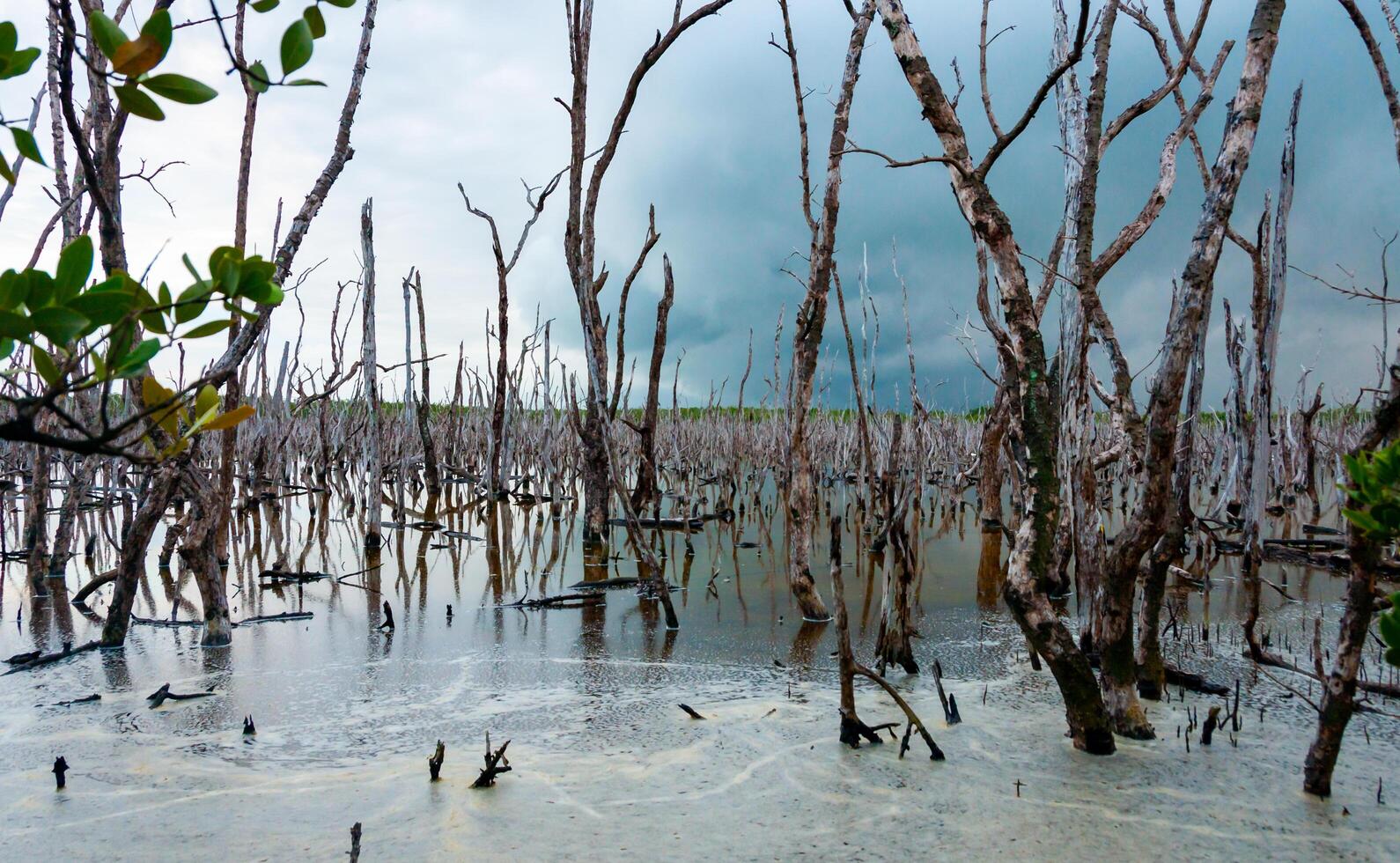 Dry trees, and aquatic vegetation in a swamp in Florida, Swamp landscape, USA photo