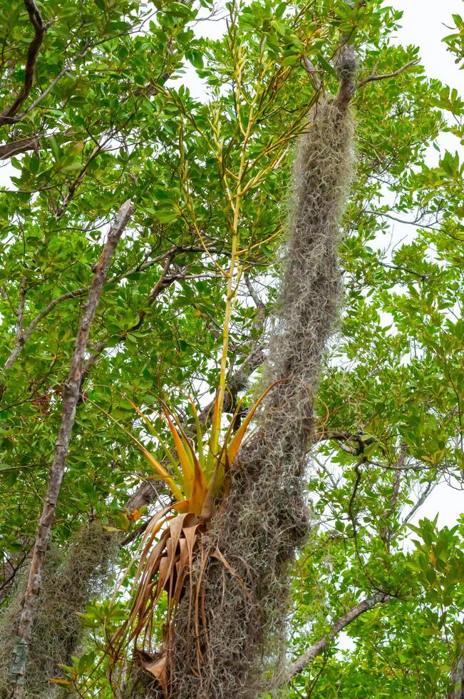 Epiphytic plants in a humid mangrove forest in Florida, bromeliads on the birch trees photo