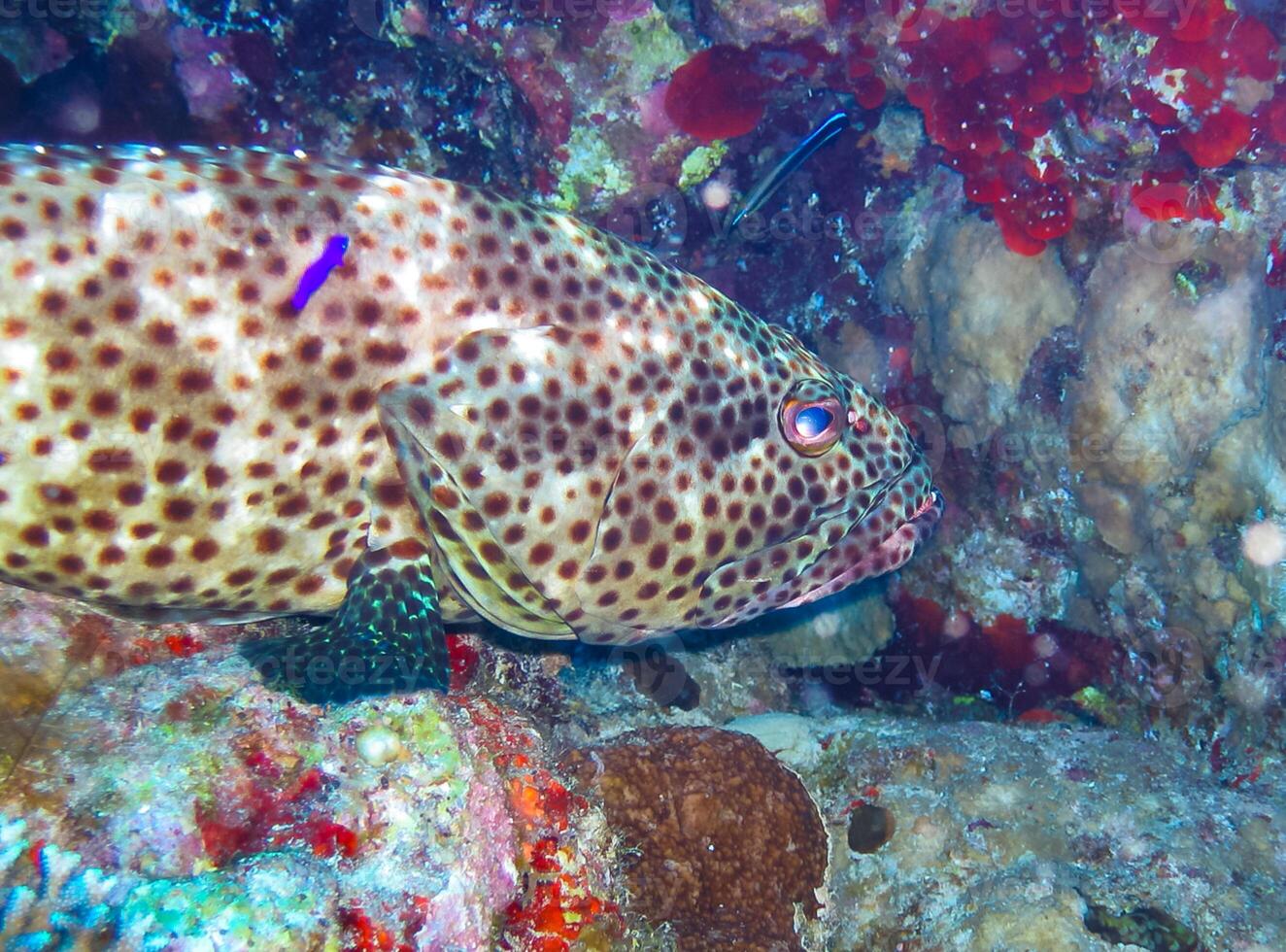 The greasy grouper Epinephelus tauvina, large grouper among corals on a coral reef in the Red Sea photo