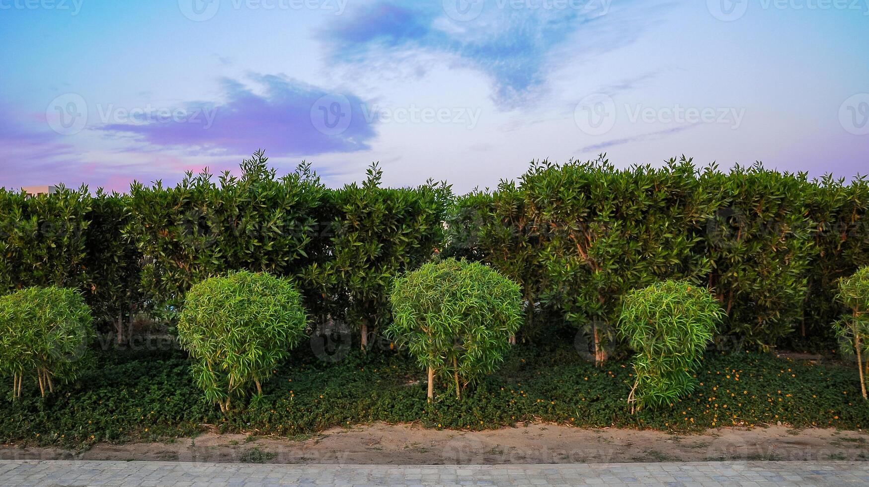 Landscape design, round evergreen bushes along the road on the territory of the hotel photo