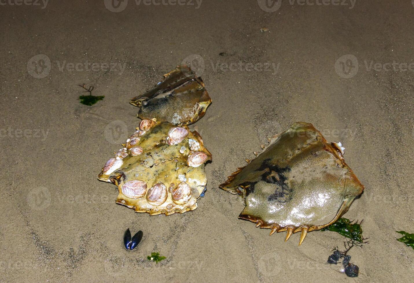 Shells Horseshoe crab Limulus polyphemus, An animal washed up by a storm on a sandy beach in Brighton Beach, NY photo