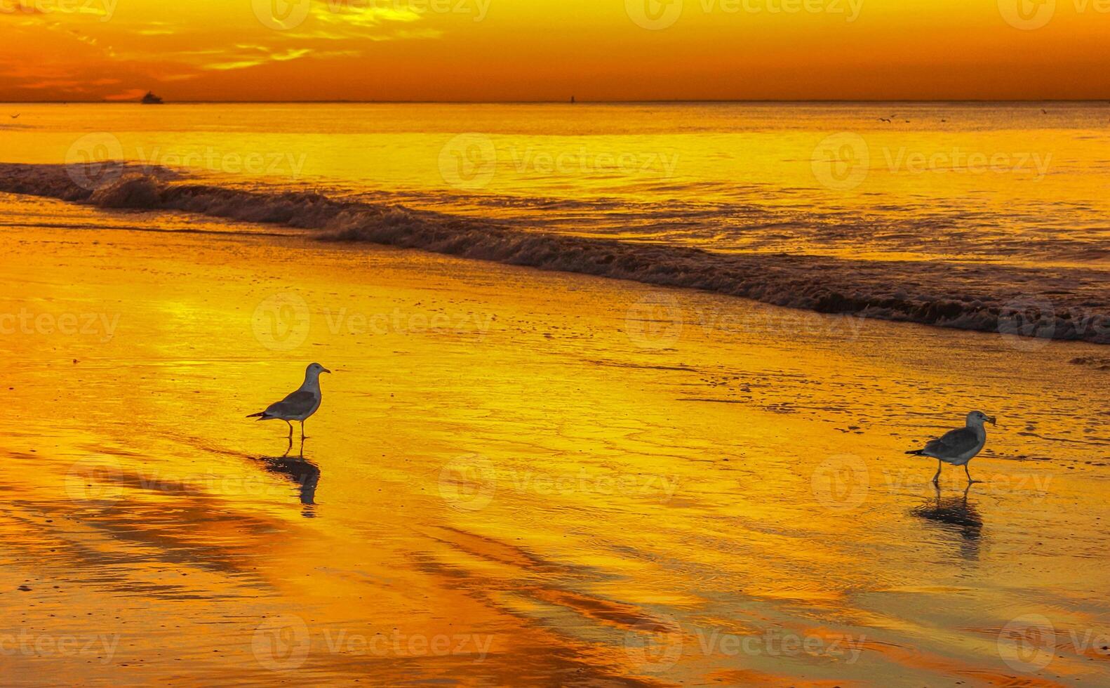 Seagulls on the sandy shore of the beach near Brighton Beach in the evening during a red sunset photo