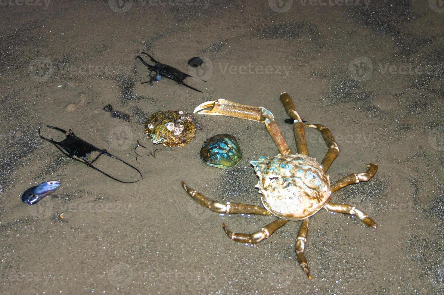 Crab shells and stingray eggs washed up in a storm on the sandy shore of a beach near Brighton Beach in the evening photo