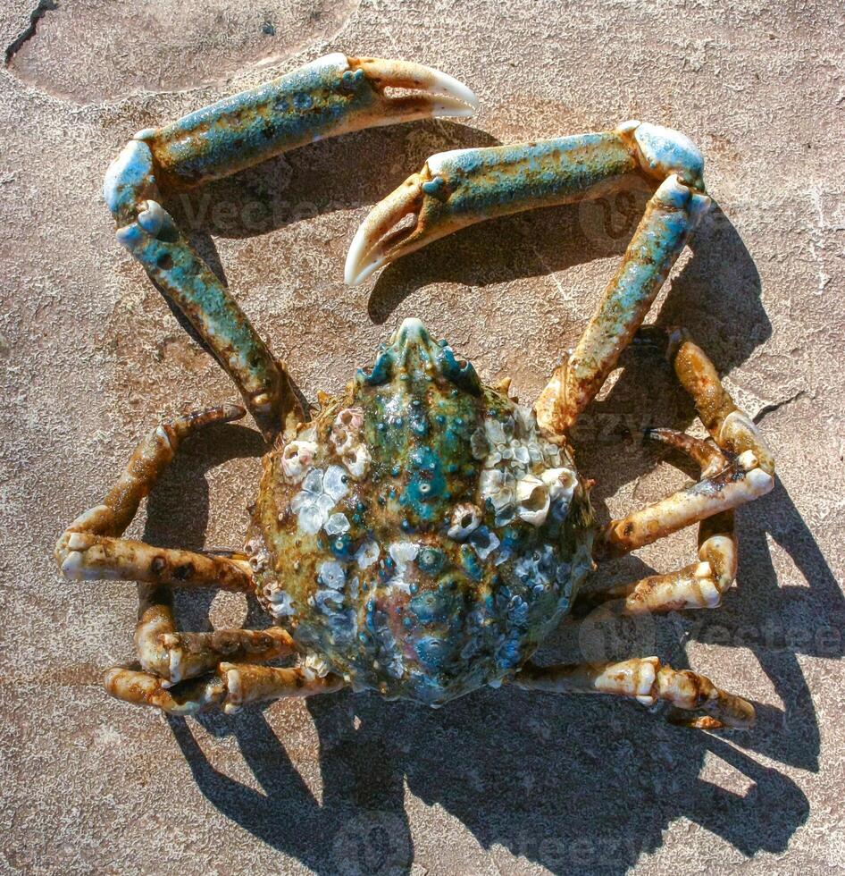 The shell of a crab thrown by a storm ashore at Brighton Beach, New York photo