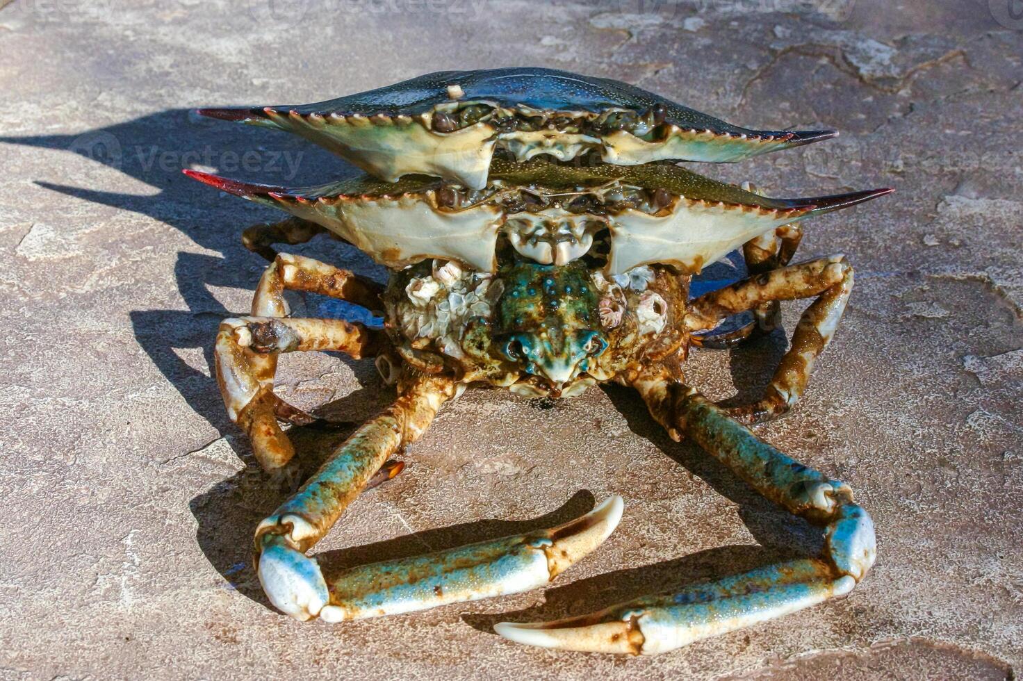 The shell of a crab thrown by a storm ashore at Brighton Beach, New York photo