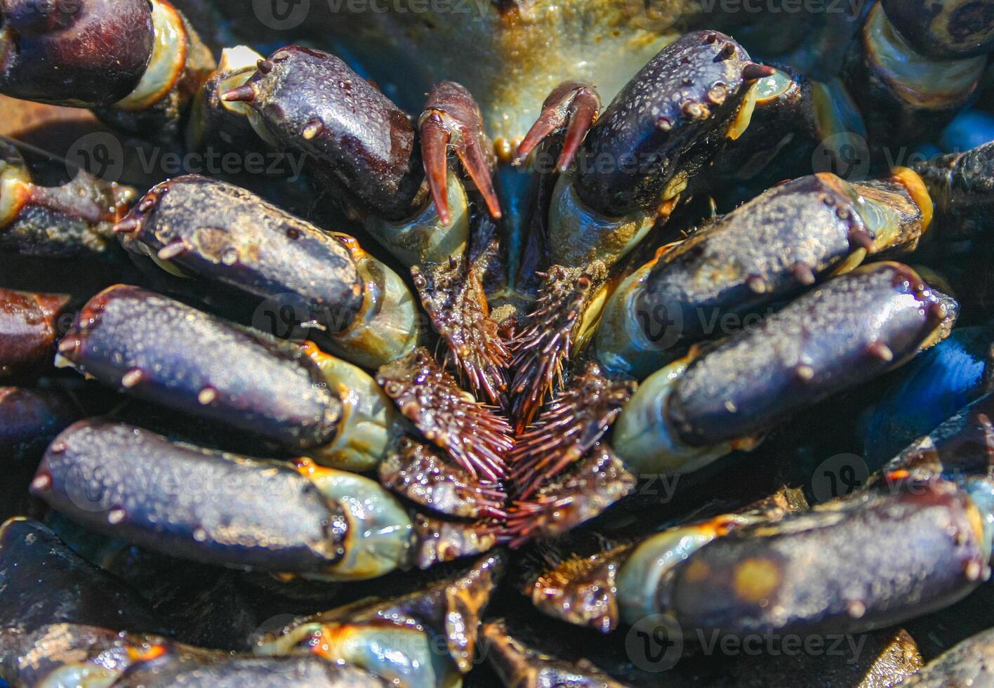 The female horseshoe crab Limulus polyphemus, An animal washed up by a storm on a sandy beach in Brighton Beach, New York, USA photo
