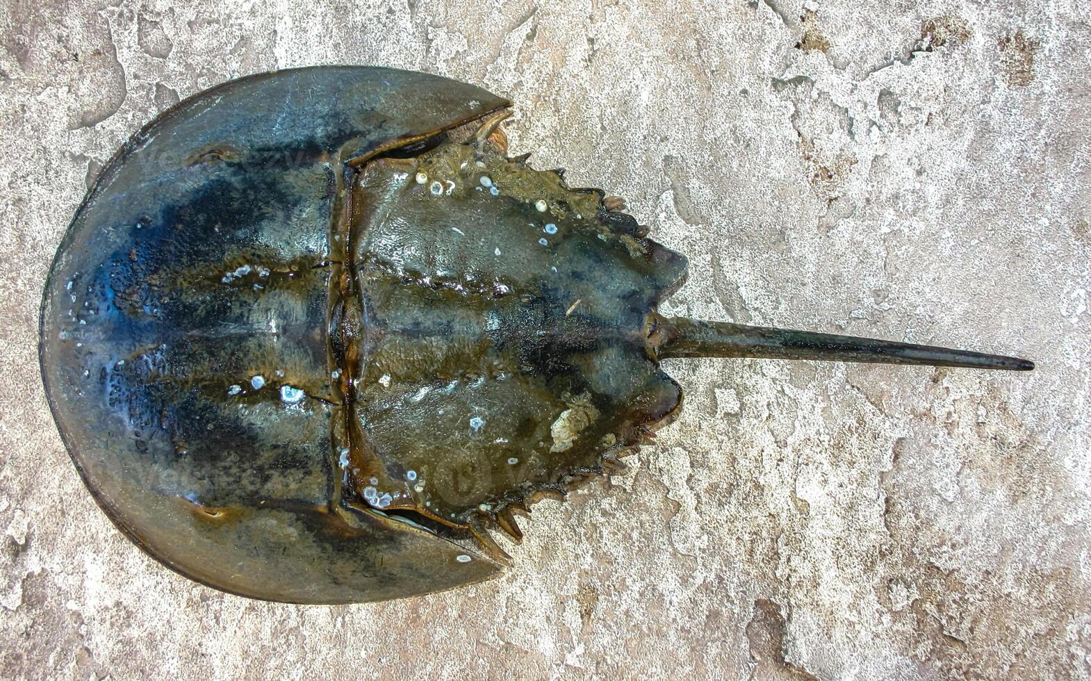 The female horseshoe crab Limulus polyphemus, An animal washed up by a storm on a sandy beach in Brighton Beach, New York, USA photo