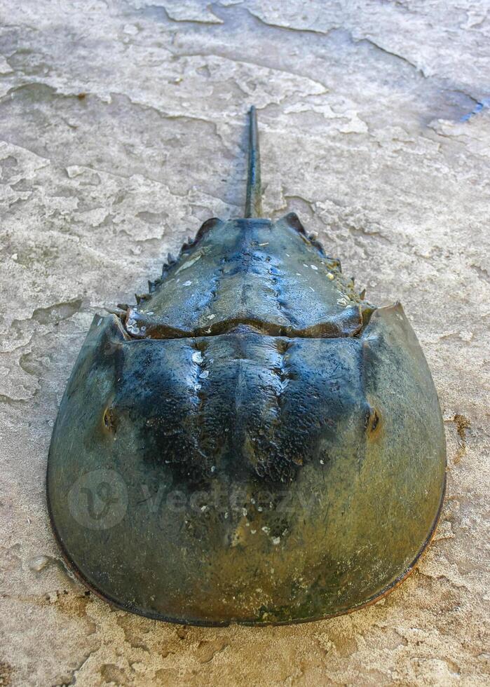 The female horseshoe crab Limulus polyphemus, An animal washed up by a storm on a sandy beach in Brighton Beach, New York, USA photo