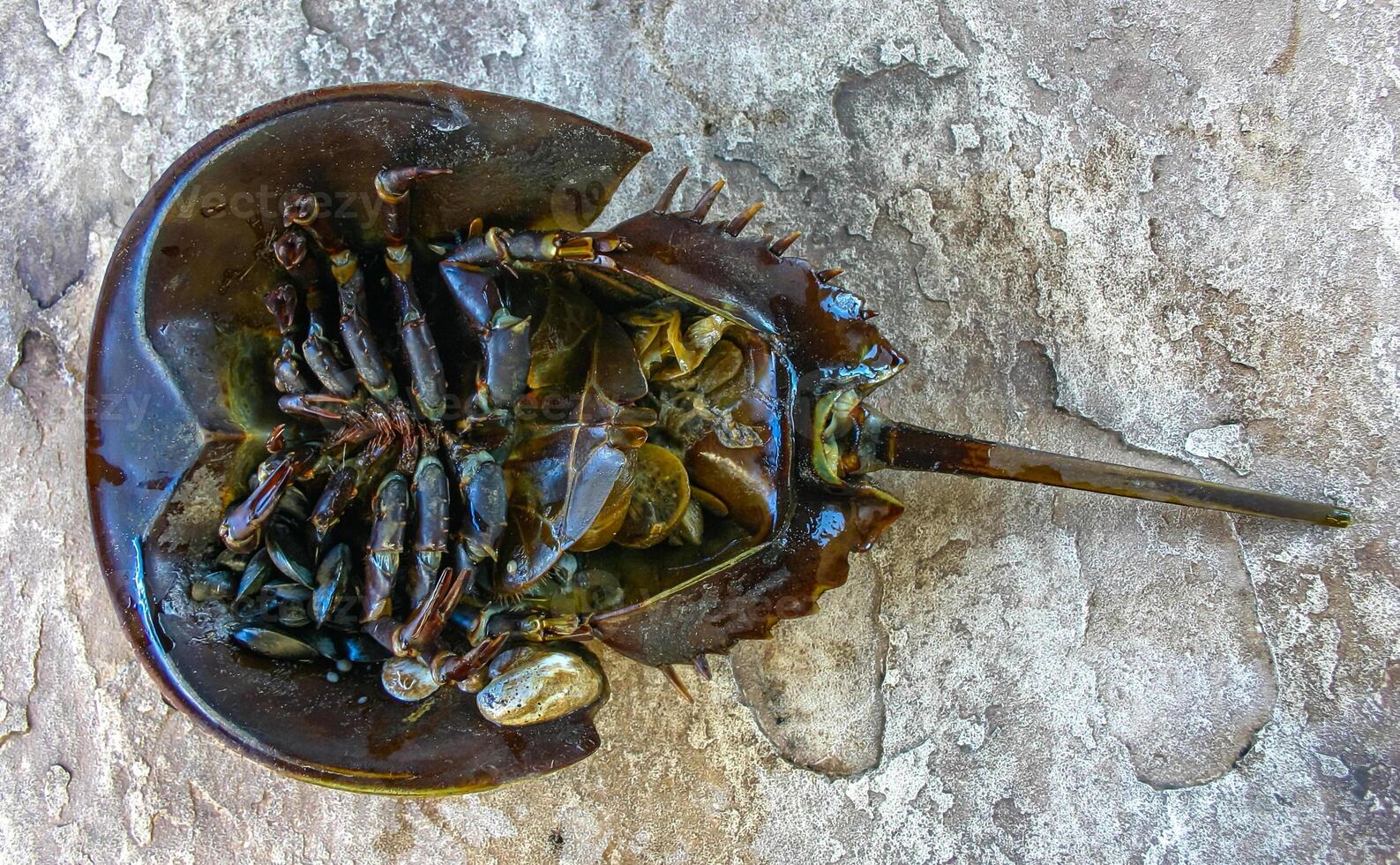 The female horseshoe crab Limulus polyphemus, An animal washed up by a storm on a sandy beach in Brighton Beach, New York, USA photo