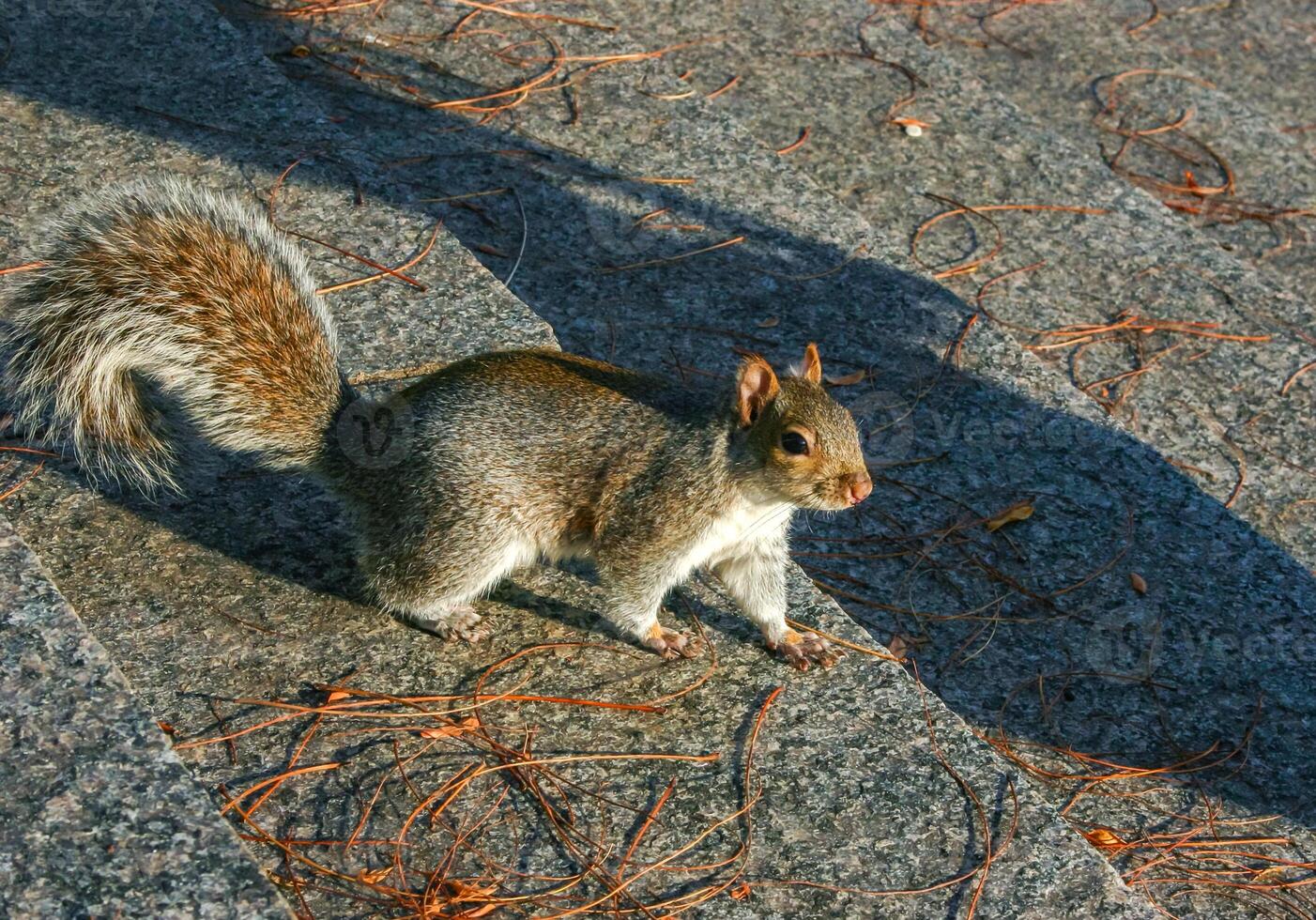 Eastern Gray Squirrel Sciurus carolinensis, squirrel runs up the stairs in Manhattan photo