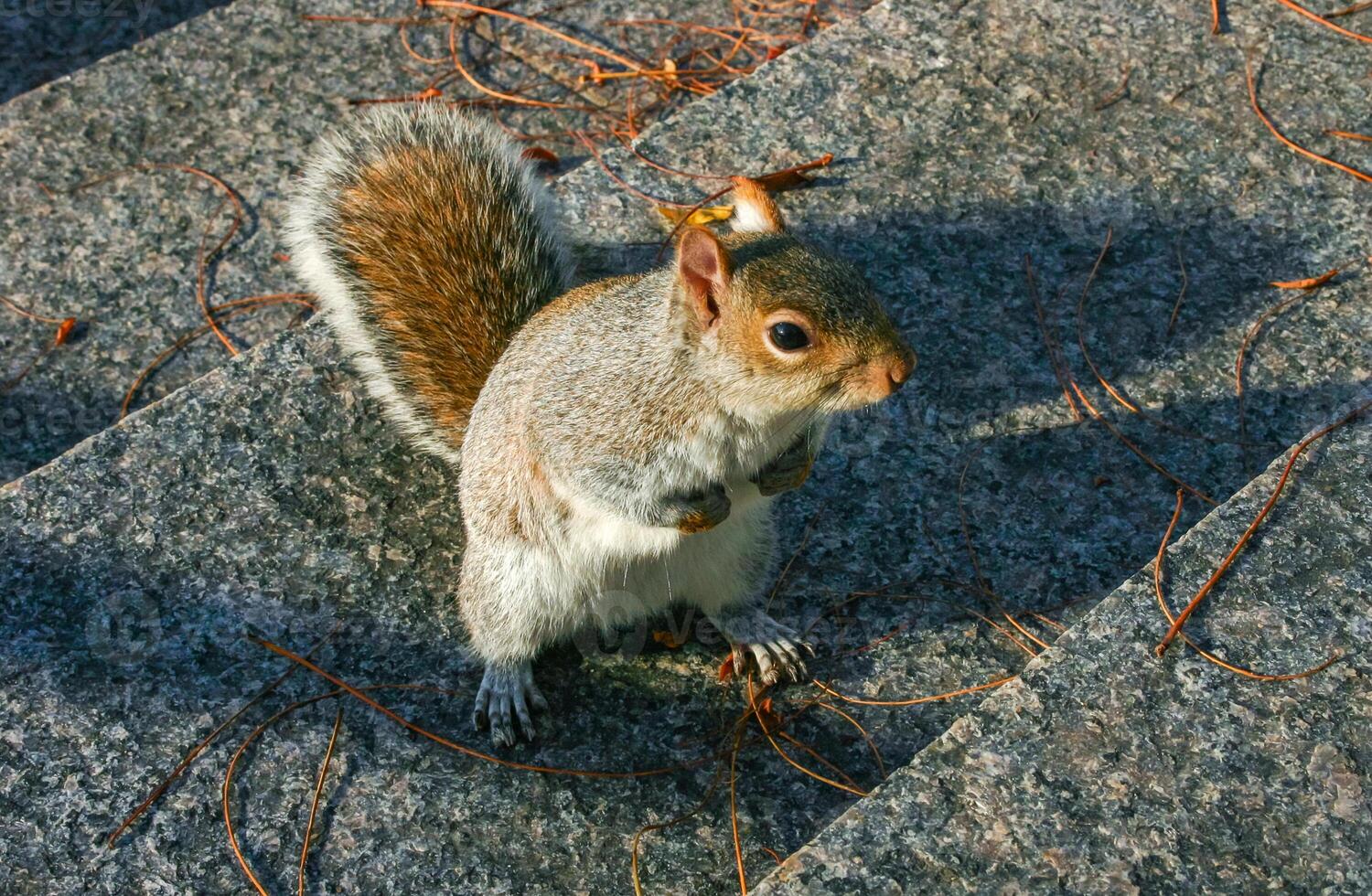 Eastern Gray Squirrel Sciurus carolinensis, squirrel runs up the stairs in Manhattan photo