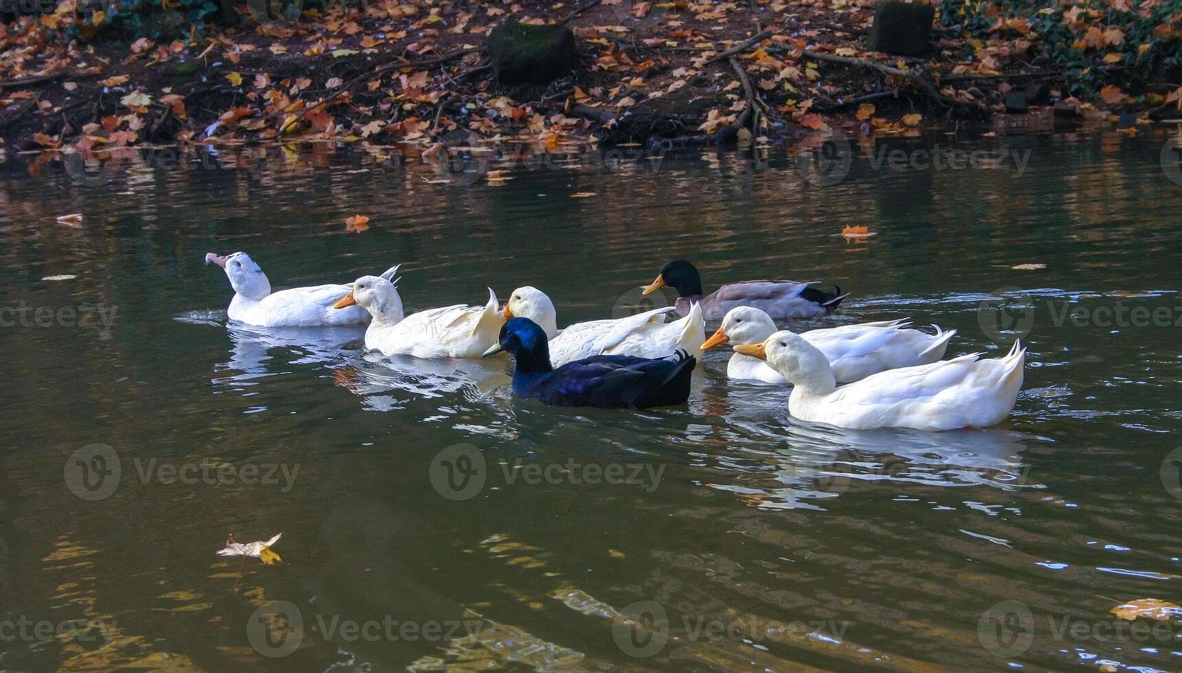 Different breeds of ducks swim in the lake in the Pete Sensi Park, NJ, USA photo
